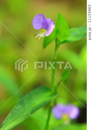 つゆ草の花が二輪 つゆ草の花が二輪 11159965