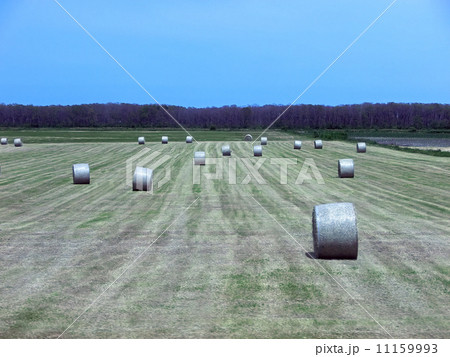 サロマ湖付近の牧草ロール（バスの車窓より）（北海道北見市） 11159993