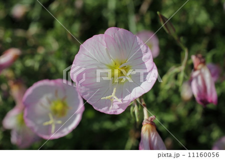 ヒルザキツキミソウ ヒルザキツキミソウ 11160056