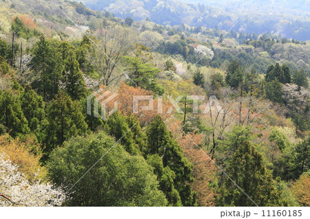 桜川の春 11160185