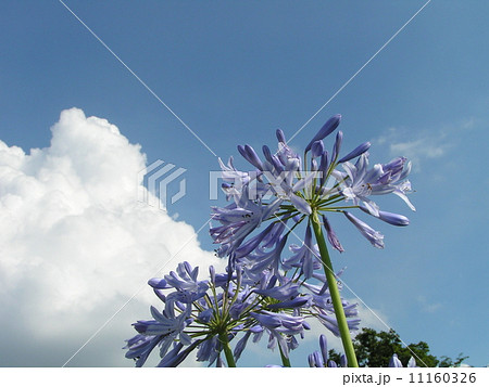 青空と白い雲とアガパンサスの青い花 11160326