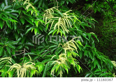 クリの花 クリの花 11160367