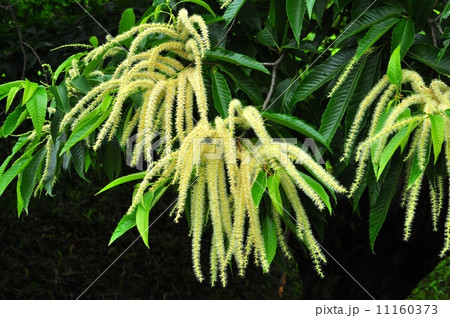 クリの花 11160373