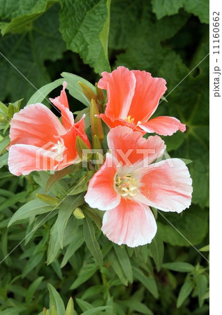 ゴデチア 11160662