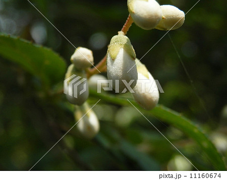 サラサウツギのつぼみ 11160674