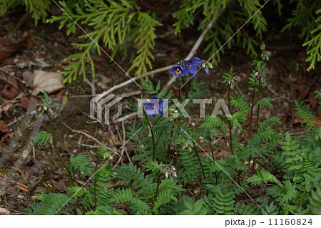 希少な山野の花 絶滅危惧１a種に指定されるハナシノブの可憐な花 横位置の写真素材