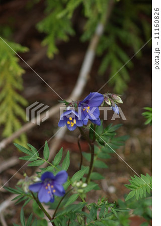 希少な山野の花 絶滅危惧１a種に指定されるハナシノブの可憐な花 縦位置の写真素材