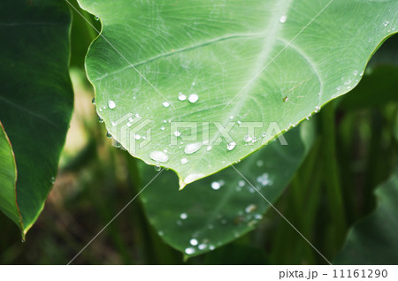 雫を弾くサトイモの葉 11161290