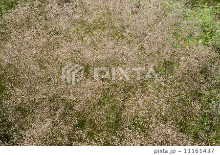 Grass carpet background 11161437