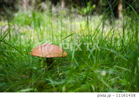Birch bolete mushroom in lush green grass 11161438