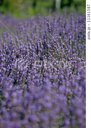 密生するラベンダー 11161587