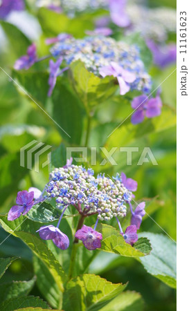 紫陽花 11161623