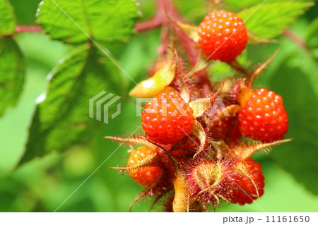エビガライチゴ エビガライチゴ 11161650