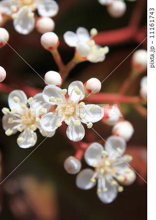 レッドロビンの花 11161743