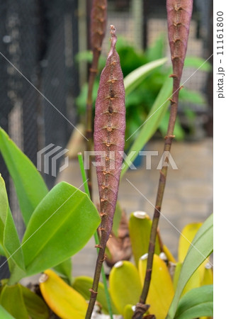 メガクリニウム 11161800