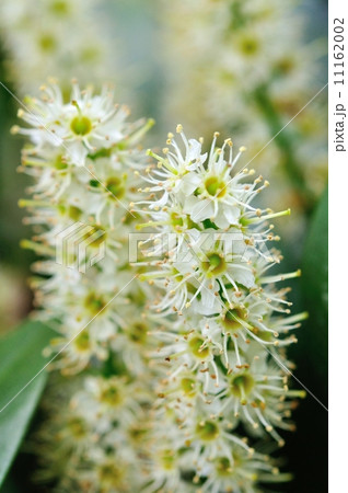 セイヨウバクチノキ 11162002