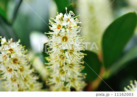 セイヨウバクチノキ 11162003