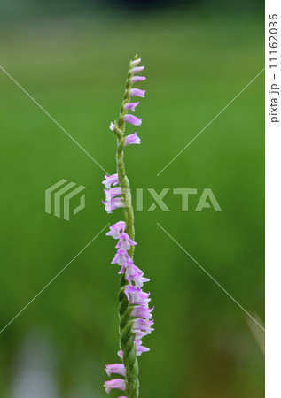 ねじりばな ねじりばな 11162036