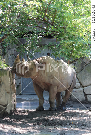 ヒガシクロサイ 11162043