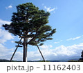 空と松 11162403