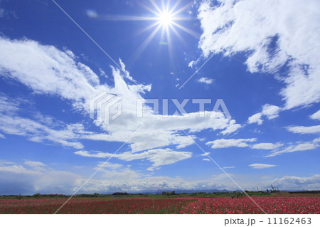 初夏の陽射しと荒川河川敷のポピー畑 11162463