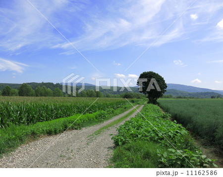 名寄の農道 11162586