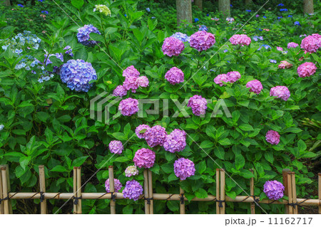 あじさい寺　久留米・千光寺の紫陽花 11162717