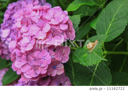 あじさい寺 久留米・千光寺の紫陽花 あじさい寺 久留米・千光寺の紫陽花 11162722