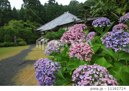 あじさい寺 久留米・千光寺の紫陽花 あじさい寺 久留米・千光寺の紫陽花 11162724