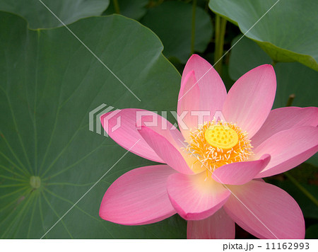 大賀ハス 11162993