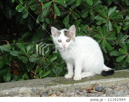 野良猫子猫1 野良猫子猫1 11162994