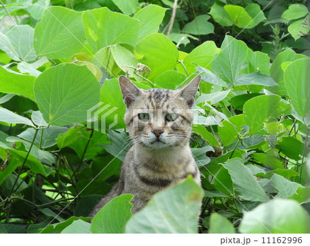 覗き見な猫 覗き見な猫 11162996