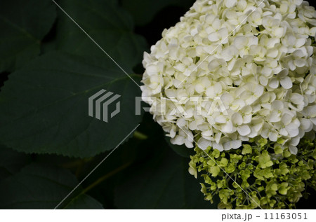 紫陽花 紫陽花 11163051