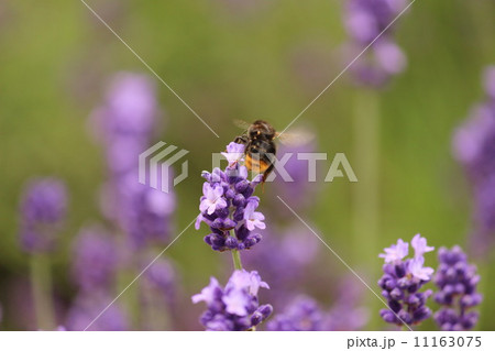 メナード青山リゾート ハーブガーデンのラベンダーに集る蜜蜂 その1の写真素材