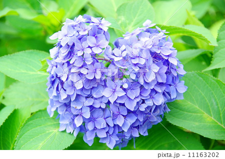 紫陽花 11163202