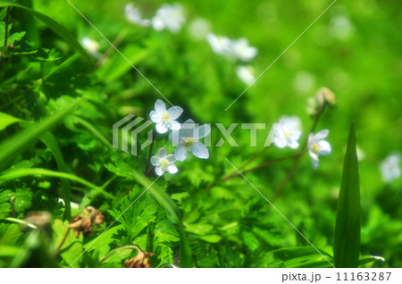 ニリンソウ ニリンソウ 11163287