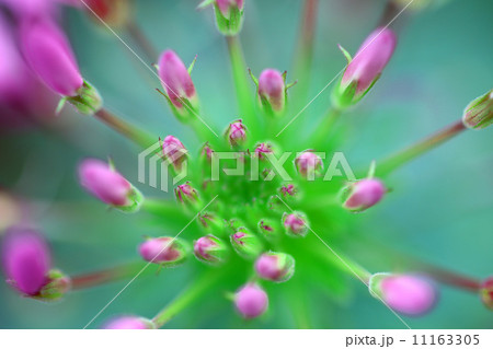 クレオメ　つぼみ　ロケット花火 11163305