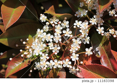 レッドロビンの花 レッドロビンの花 11163398