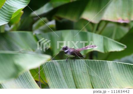 Pied Fantail（ムナオビオウギビタキ） 11163442