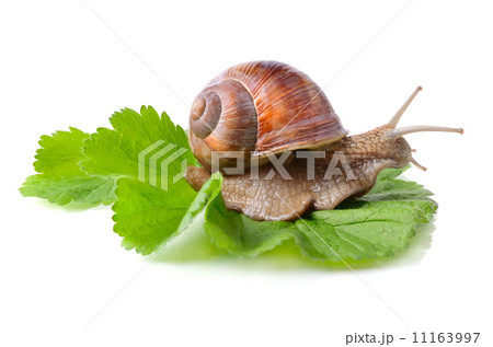 Snail on leaf Snail on leaf 11163997