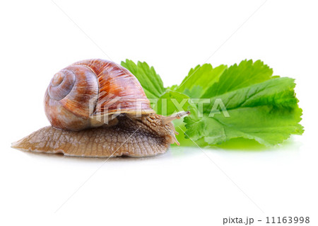 Snail on green leaf Snail on green leaf 11163998