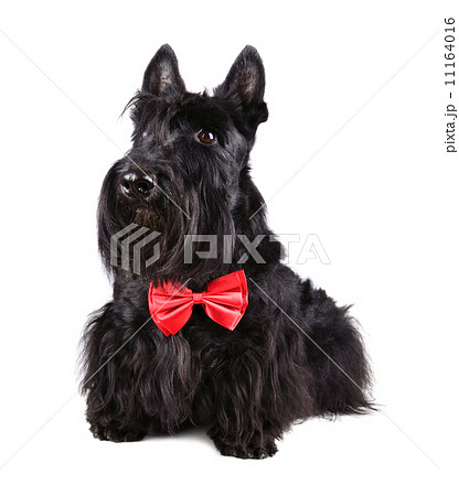 Dog in bow tie 11164016