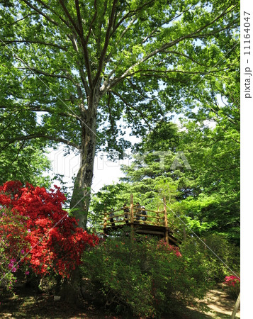 新緑とツツジが美しい野田市の清水公園 11164047