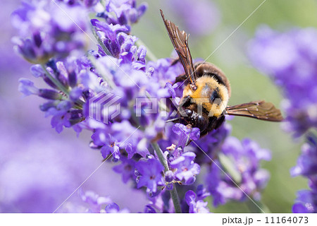 クマンバチとラベンダー 11164073