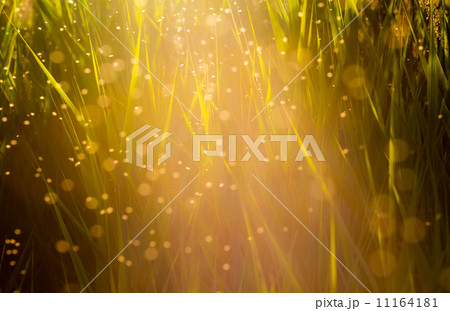 Flying midges Flying midges 11164181