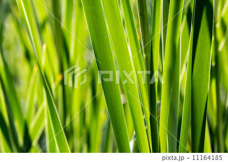 Scirpus closeup 11164185