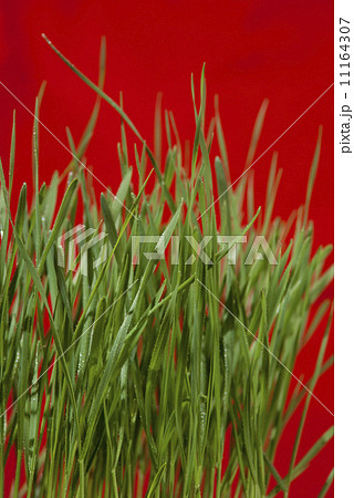green grass green grass 11164307