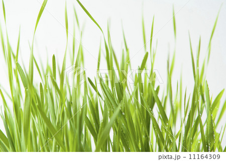 green grass 11164309