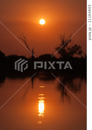 Sunrise over the lake with reflection of bare trees in the water. Sunrise over the lake with reflection of bare trees in the water. 11164603