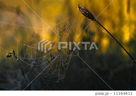 Landscape of morning sunrise Landscape of morning sunrise 11164611